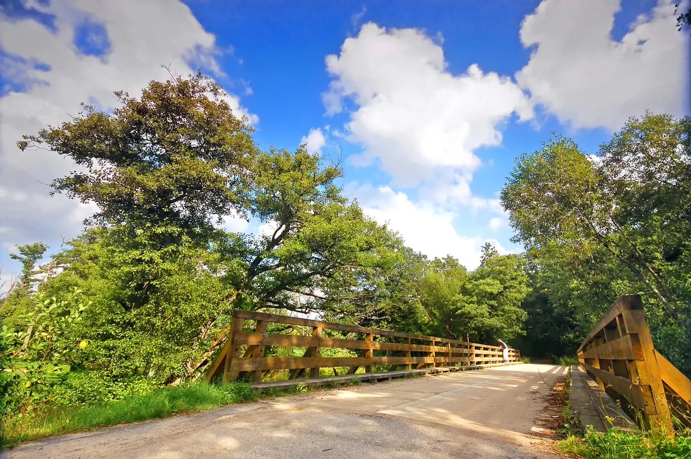 A wooden bridge on a country road under tall leafy trees